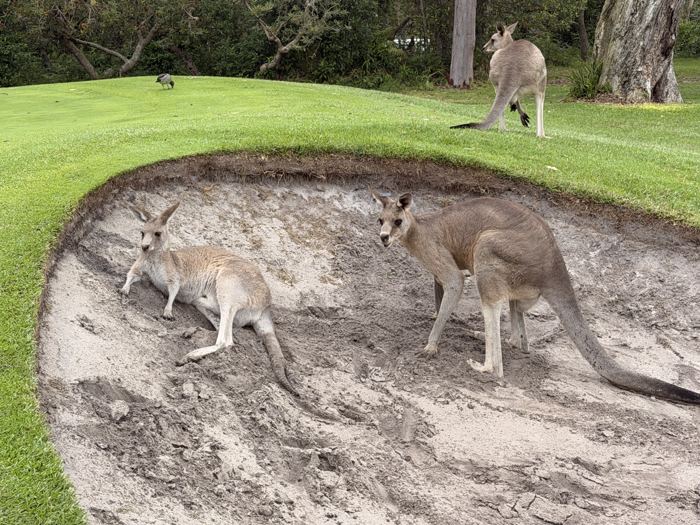 Kangaroos resting in a sand bunker on a local golf course